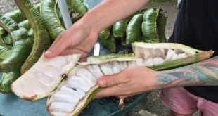 Ingá: a fruta amazônica que favorece a saúde da microbiota intestinal e tem alto potencial agroflorestal