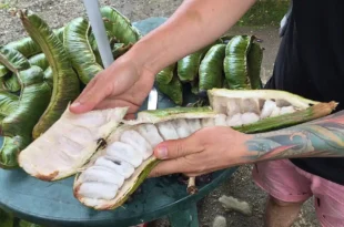 Ingá: a fruta amazônica que favorece a saúde da microbiota intestinal e tem alto potencial agroflorestal
