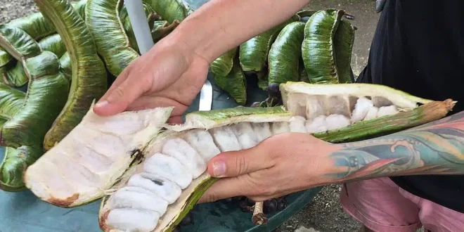 Ingá: a fruta amazônica que favorece a saúde da microbiota intestinal e tem alto potencial agroflorestal