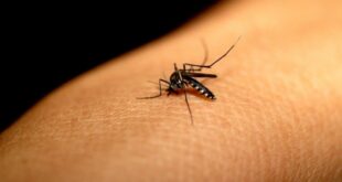Acre registra duas mortes por dengue e quase mil casos confirmados em 2026