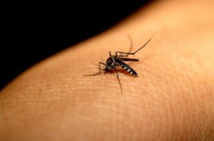 Acre registra duas mortes por dengue e quase mil casos confirmados em 2026