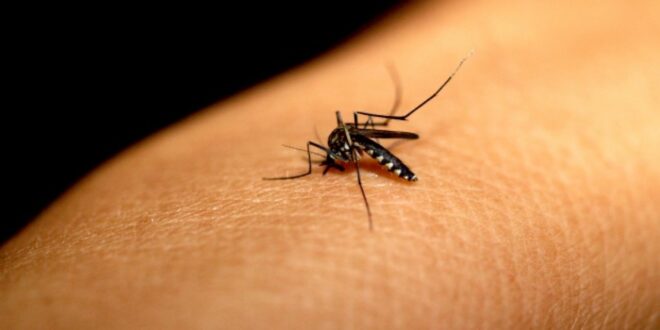 Acre registra duas mortes por dengue e quase mil casos confirmados em 2026
