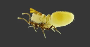 Inteligência animal: besouro imita cupim para viver infiltrado em colônias e receber alimento