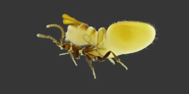Inteligência animal: besouro imita cupim para viver infiltrado em colônias e receber alimento
