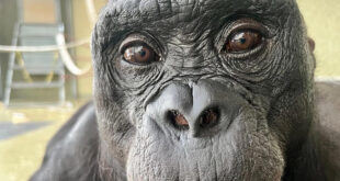 Inteligência animal: estudo revela imaginação e faz-de-conta em símios