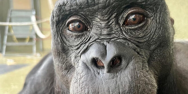 Inteligência animal: estudo revela imaginação e faz-de-conta em símios