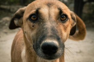 Inteligência animal: cães aprendem a manipular tutores com expressões faciais, revela estudo