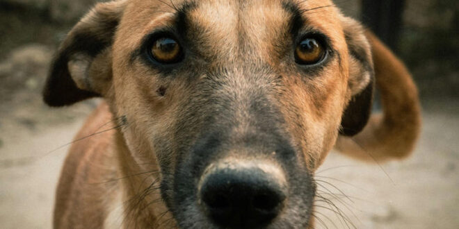 Inteligência animal: cães aprendem a manipular tutores com expressões faciais, revela estudo