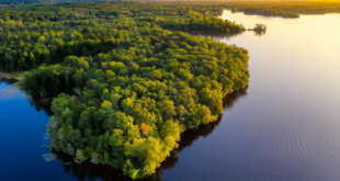 Colapso climático: super El Niño de 2026 pode afetar sumidouros de carbono da Amazônia