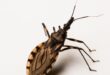 Doença de Chagas afeta 7 milhões de pessoas no mundo