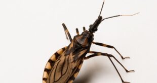 Doença de Chagas afeta 7 milhões de pessoas no mundo