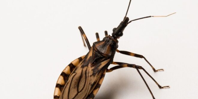 Doença de Chagas afeta 7 milhões de pessoas no mundo