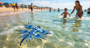 Criatura está chegando às águas rasas por causa do calor dos oceanos e pode representar risco aos banhistas