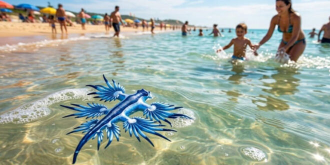 Criatura está chegando às águas rasas por causa do calor dos oceanos e pode representar risco aos banhistas