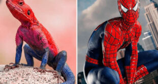 Lagarto africano chama atenção por cores e aparência semelhante ao Homem-Aranha
