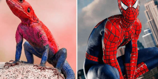 Lagarto africano chama atenção por cores e aparência semelhante ao Homem-Aranha