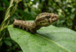 Inteligência animal: lagarta engana predadores ao usar estratégia para se parecer com uma cobra