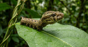 Inteligência animal: lagarta engana predadores ao usar estratégia para se parecer com uma cobra
