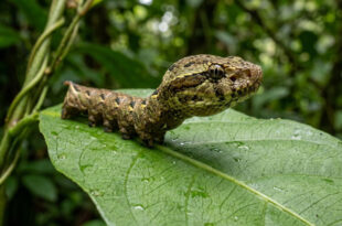 Inteligência animal: lagarta engana predadores ao usar estratégia para se parecer com uma cobra