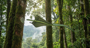 Habilidade animal: cobra muda o formato do próprio corpo, desafia a gravidade e voa por até 100 metros
