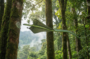 Habilidade animal: cobra muda o formato do próprio corpo, desafia a gravidade e voa por até 100 metros