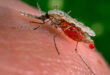 Inseticida pode ter ajudado o mosquito da malária a se reproduzir
