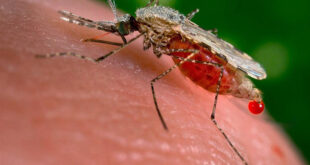 Inseticida pode ter ajudado o mosquito da malária a se reproduzir