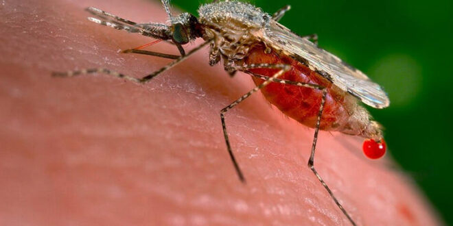 Inseticida pode ter ajudado o mosquito da malária a se reproduzir