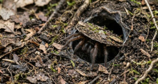 Inteligência animal: aranha constrói porta secreta para emboscar presas