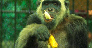 Macaco que foi candidato à prefeitura do Rio de Janeiro recebeu mais de 400 mil votos