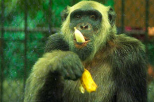 Macaco que foi candidato à prefeitura do Rio de Janeiro recebeu mais de 400 mil votos