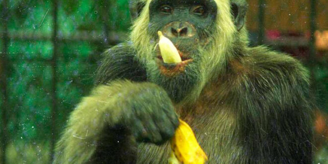 Macaco que foi candidato à prefeitura do Rio de Janeiro recebeu mais de 400 mil votos