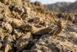 Astúcia animal: cobra fica praticamente invisível e deixa apenas uma falsa aranha se mexendo para atrair presas