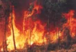 O planeta em febre: emergência climática, El Niño e a urgência de um novo Estado para o século XXI