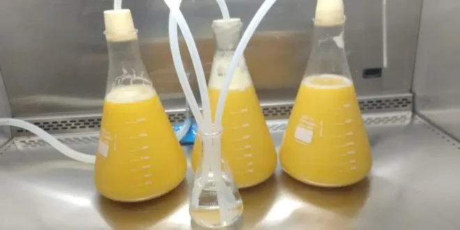 Cerveja de mandioca: pesquisa científica inédita busca consolidar novo estilo nacional