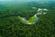 Dia da Amazônia: 10 curiosidades sobre a maior floresta tropical do mundo