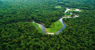 Dia da Amazônia: 10 curiosidades sobre a maior floresta tropical do mundo