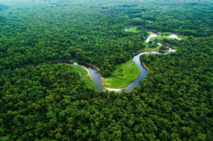 Dia da Amazônia: 10 curiosidades sobre a maior floresta tropical do mundo