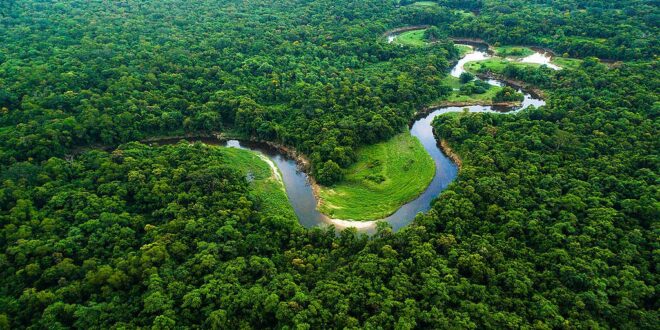 Dia da Amazônia: 10 curiosidades sobre a maior floresta tropical do mundo
