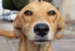 Ciência confirma: seu cachorro sabe exatamente como você está se sentindo
