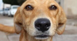 Ciência confirma: seu cachorro sabe exatamente como você está se sentindo