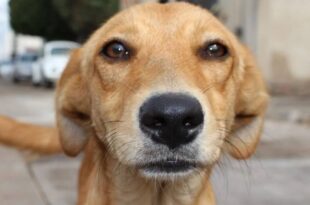 Ciência confirma: seu cachorro sabe exatamente como você está se sentindo