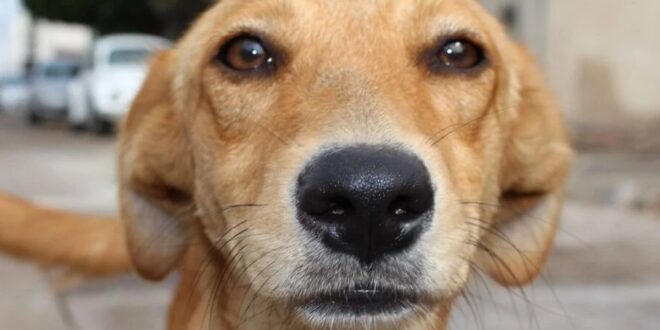 Ciência confirma: seu cachorro sabe exatamente como você está se sentindo