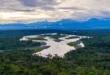 Mudanças climáticas fazem insetos devastarem florestas