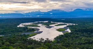 Mudanças climáticas fazem insetos devastarem florestas