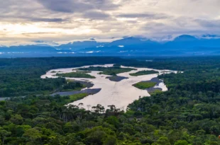 Mudanças climáticas fazem insetos devastarem florestas
