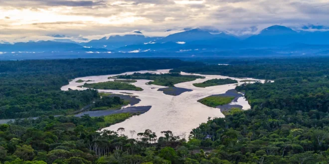 Mudanças climáticas fazem insetos devastarem florestas