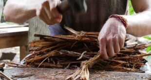 MPF recomenda revisão das regras sobre uso da ayahuasca no Brasil
