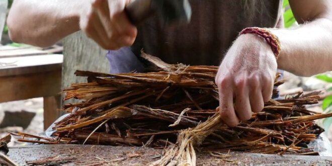 MPF recomenda revisão das regras sobre uso da ayahuasca no Brasil