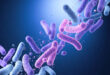 Bactérias podem ir direto do intestino ao cérebro, indica estudo